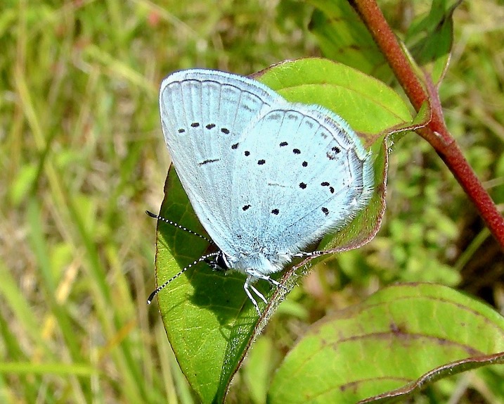 Provençal short-tailed blue